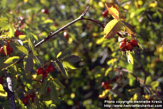 Photo: Rosa glauca 4.