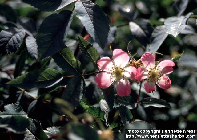 Photo: Rosa glauca 5.