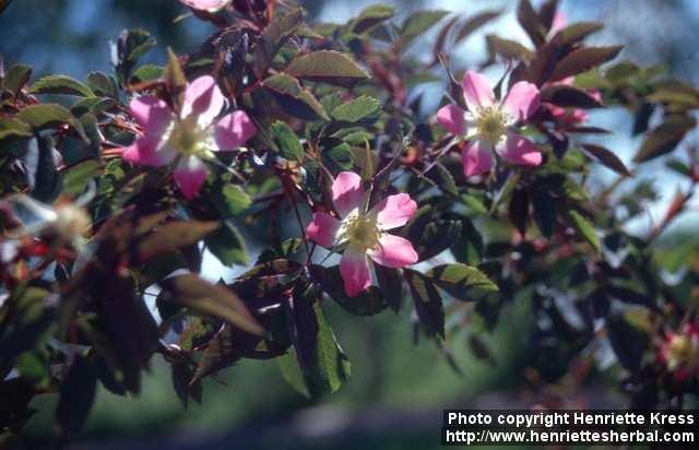 Photo: Rosa glauca 6.