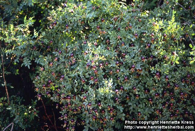 Photo: Rosa pimpinellifolia 1.