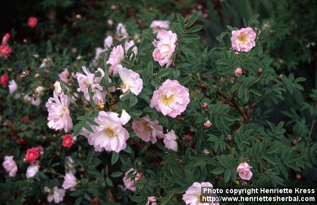 Photo: Rosa pimpinellifolia 14.