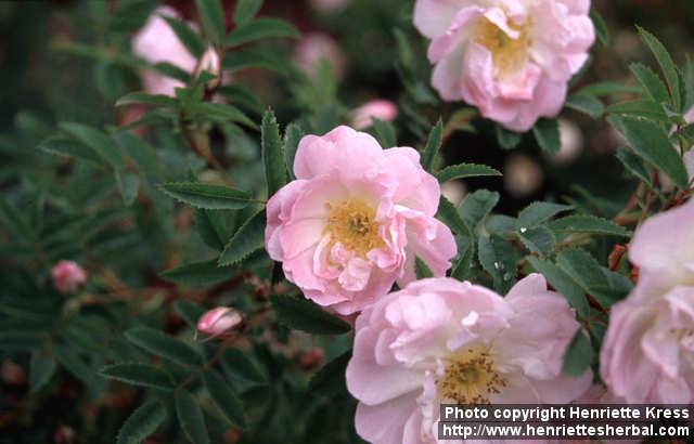 Photo: Rosa pimpinellifolia 15.