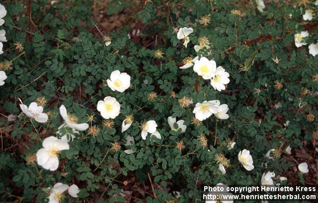 Photo: Rosa pimpinellifolia 16.