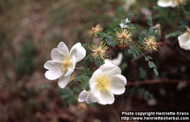 Photo: Rosa pimpinellifolia 17.