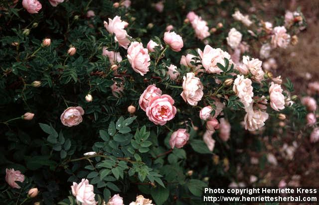 Photo: Rosa pimpinellifolia 4.