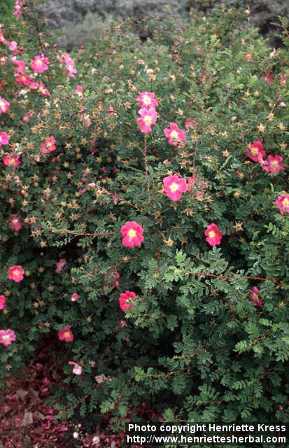 Photo: Rosa pimpinellifolia 6.