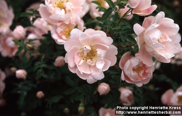 Photo: Rosa pimpinellifolia 9.