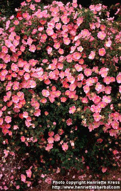 Photo: Rosa pimpinellifolia hybr.