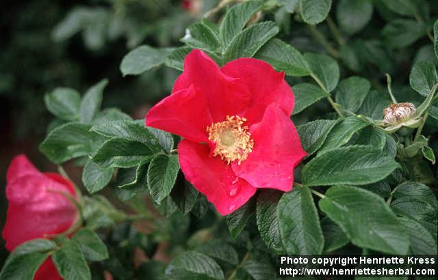 Photo: Rosa rugosa 13.