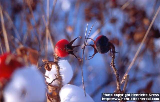 Photo: Rosa rugosa 16.