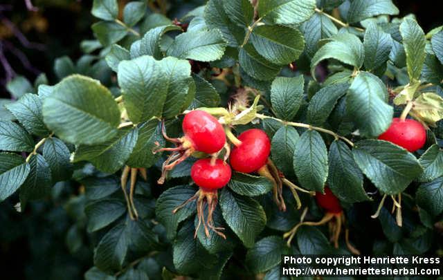 Photo: Rosa rugosa 18.