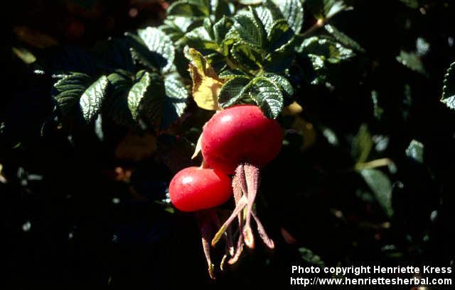 Photo: Rosa rugosa 19.