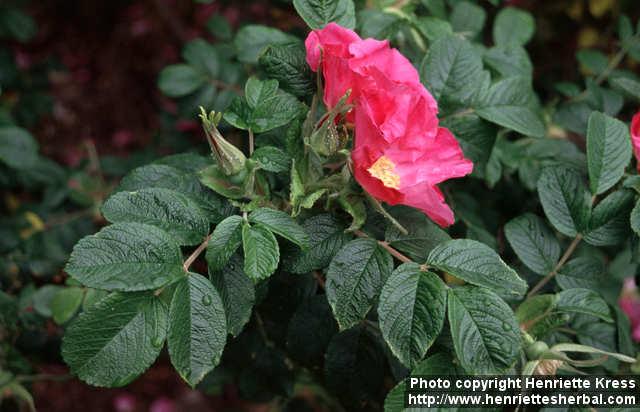 Photo: Rosa rugosa 3.