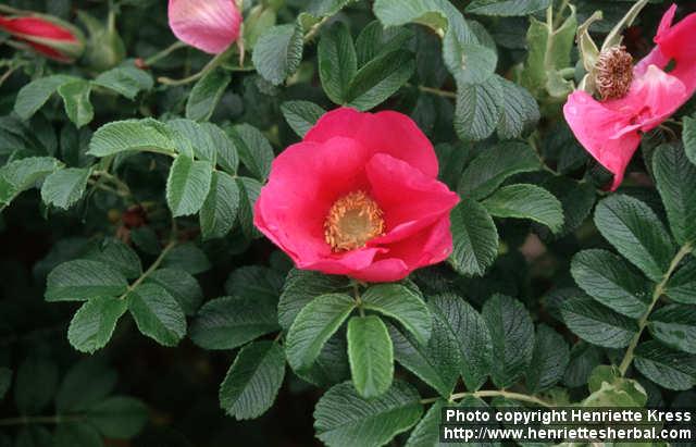 Photo: Rosa rugosa 5.