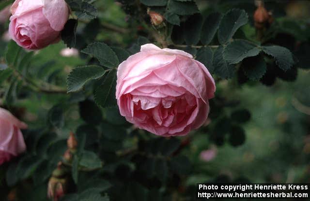 Photo: Rosa rugosa 7.