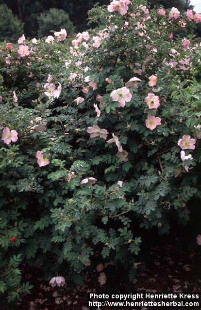 Photo: Rosa rugosa hybr 2.