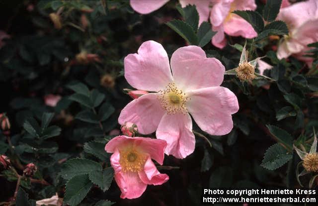 Photo: Rosa rugosa hybr 5.