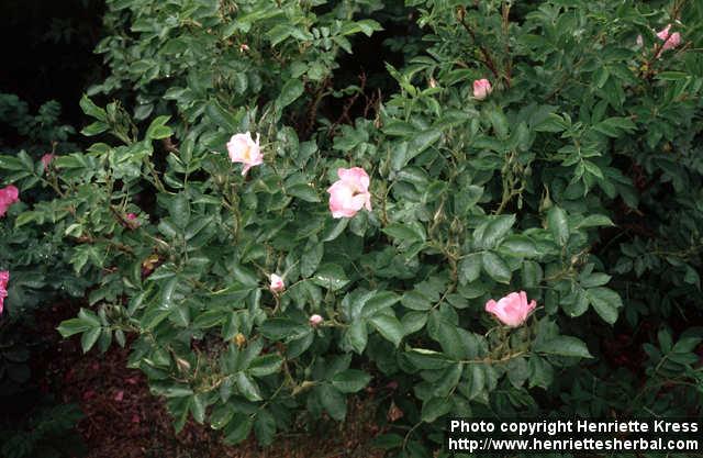 Photo: Rosa rugosa hybr.