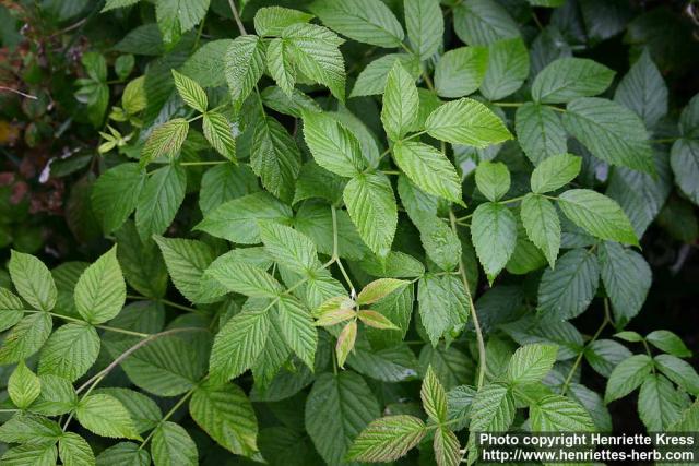 Photo: Rubus idaeus 3.