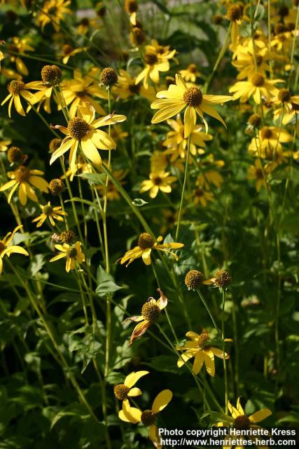 Photo: Rudbeckia laciniata 3.