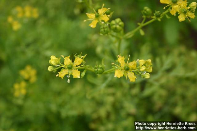 Photo: Ruta graveolens 7.