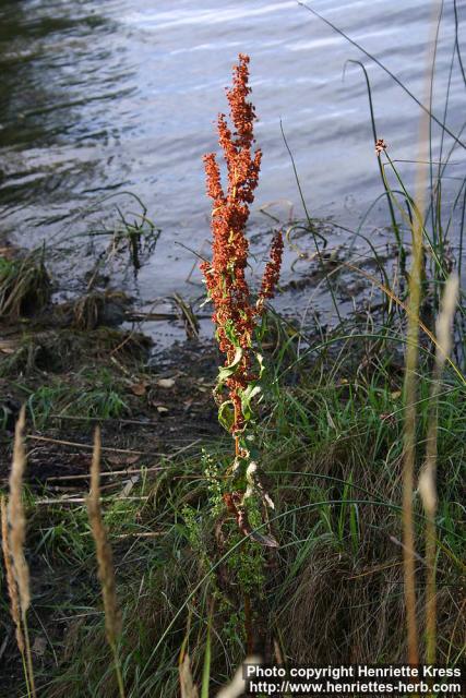 Photo: Rumex 4.