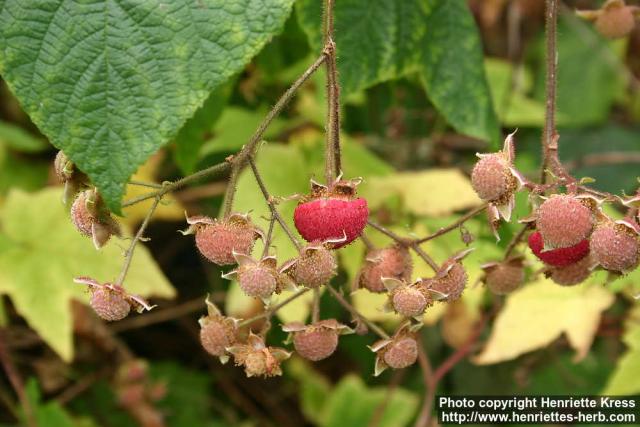 Photo: Rubus odoratus 2.