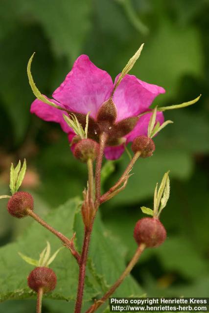 Photo: Rubus odoratus 4.