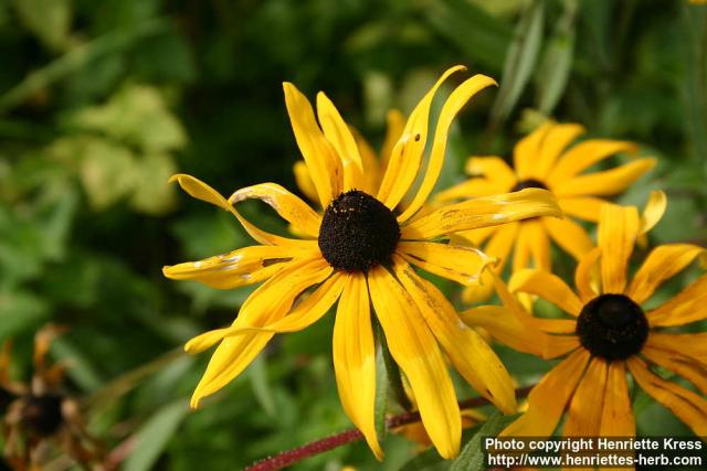 Photo: Rudbeckia hirta 6.