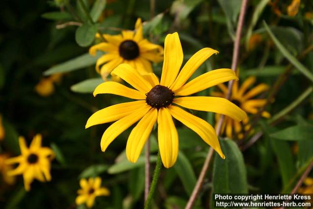 Photo: Rudbeckia hirta 7.