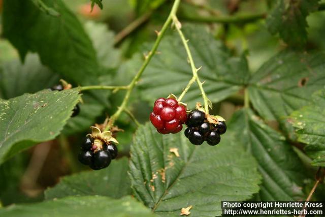 Photo: Rubus fruticosus.