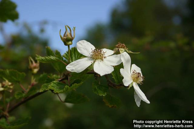 Photo: Rubus deliciosus 1.