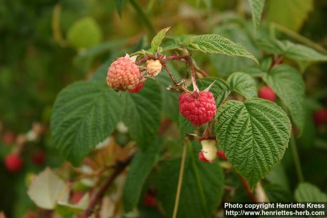 Photo: Rubus idaeus 5.