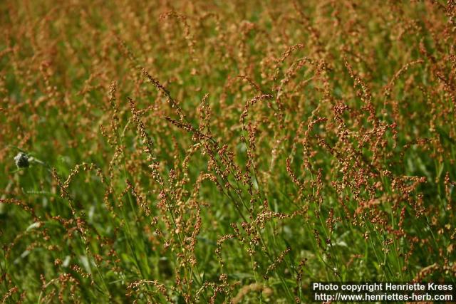 Photo: Rumex acetosella 3.