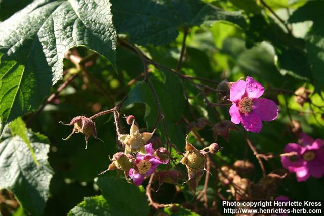 Photo: Rubus odoratus 5.