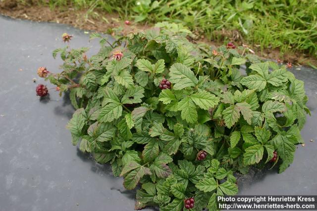 Photo: Rubus arcticus 1.