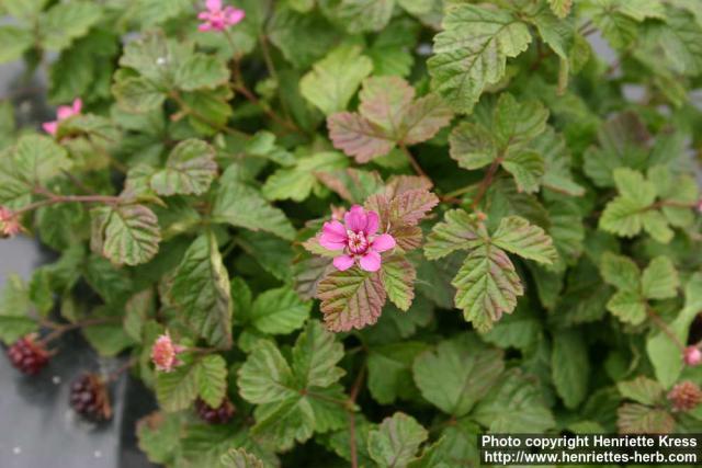 Photo: Rubus arcticus 3.