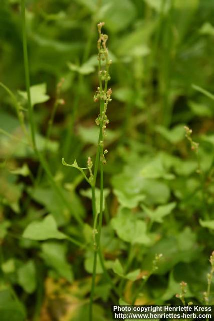 Photo: Rumex scutatus.