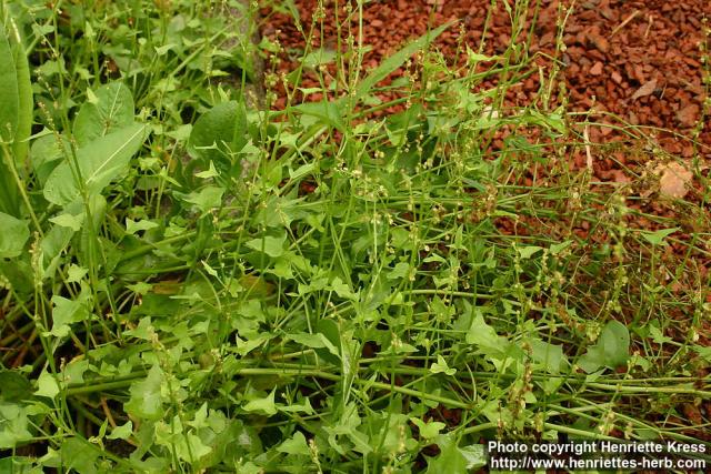 Photo: Rumex scutatus 1.