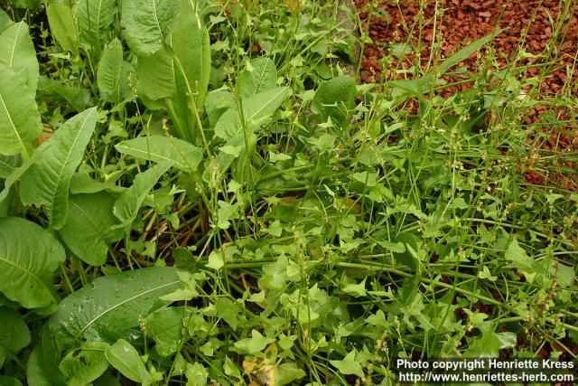 Photo: Rumex scutatus 2.