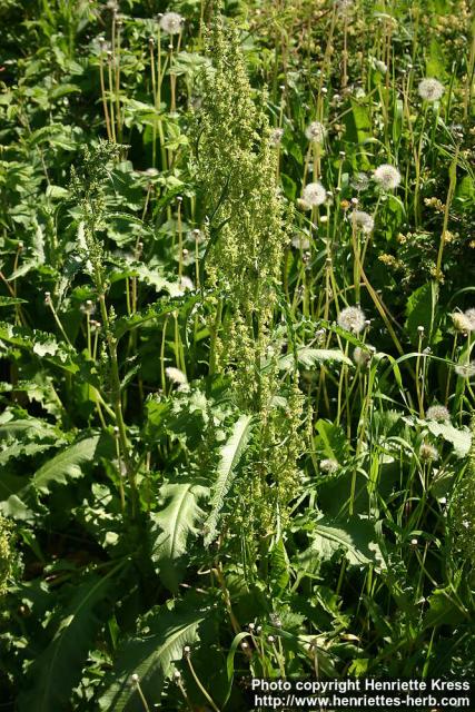 Photo: Rumex 5.