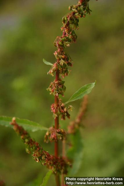 Photo: Rumex obtusifolius 1.