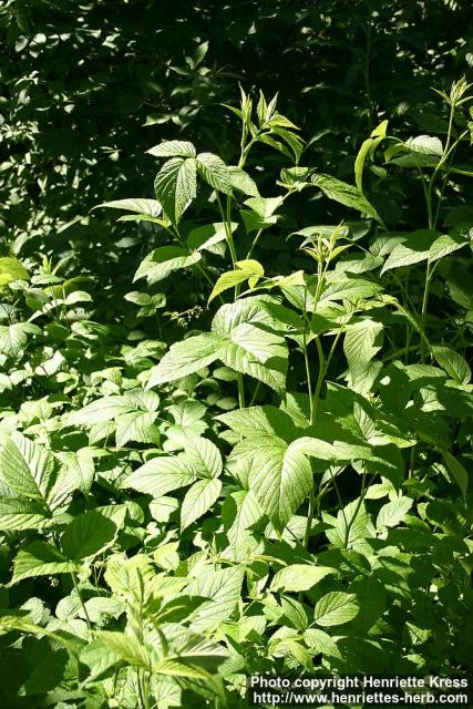 Photo: Rubus idaeus 6.