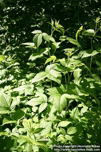 Photo: Rubus idaeus 6.