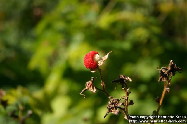 Photo: Rubus parviflorus 0.