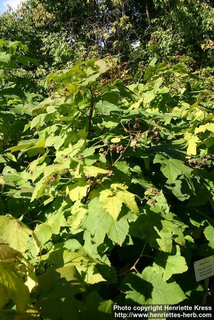 Photo: Rubus parviflorus 2.