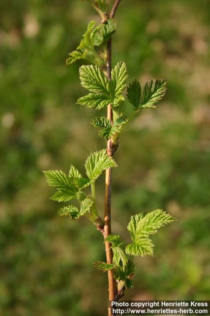 Photo: Rubus idaeus 10.