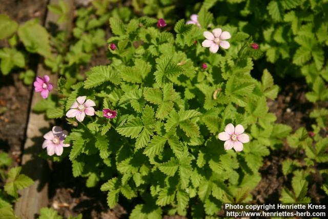 Photo: Rubus arcticus 6.