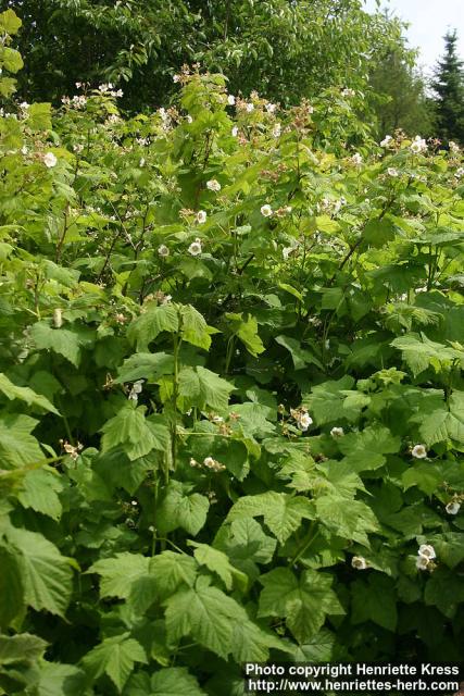 Photo: Rubus parviflorus 3.