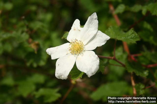 Photo: Rubus deliciosus 2.